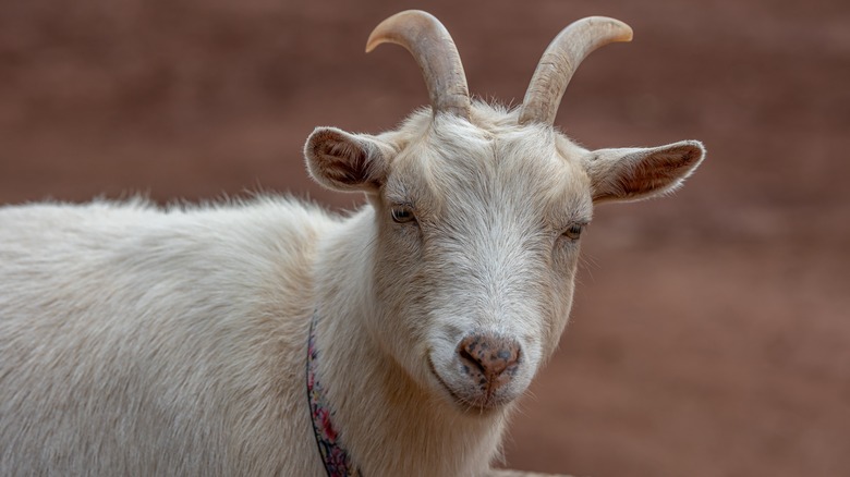 White goat with horns looking at camera and smiling