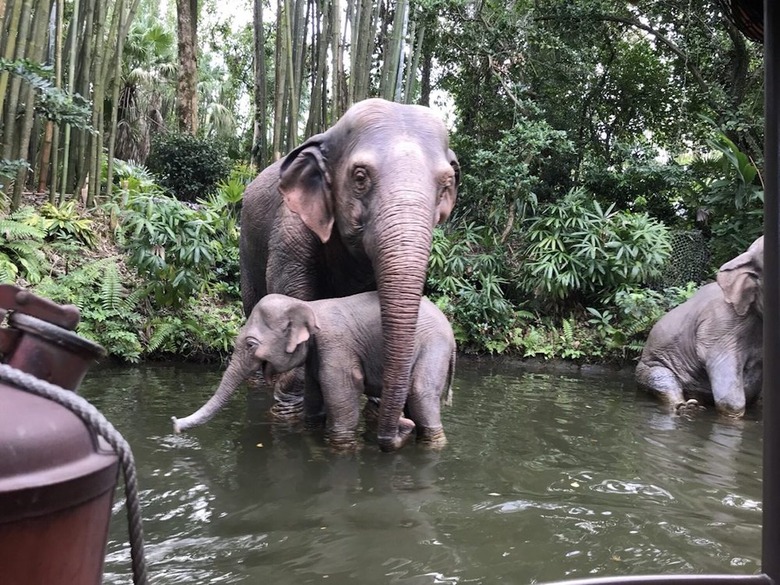 Jungle Cruise, Disneyland