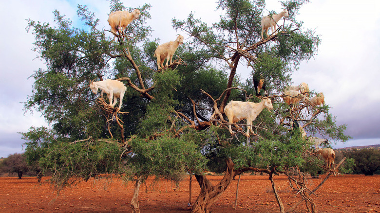 Argan tree with goats