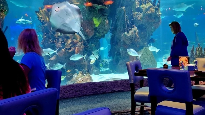 Fish swimming in an aquarium 