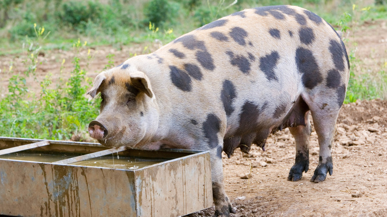 Gloucester old spot pig