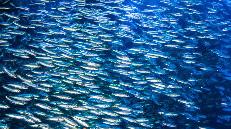 School of anchovies