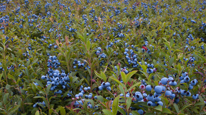 Wild blueberries of Maine