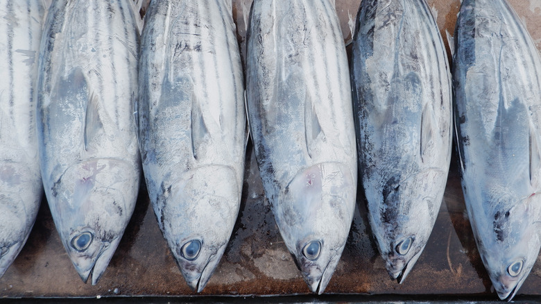fresh tuna in market