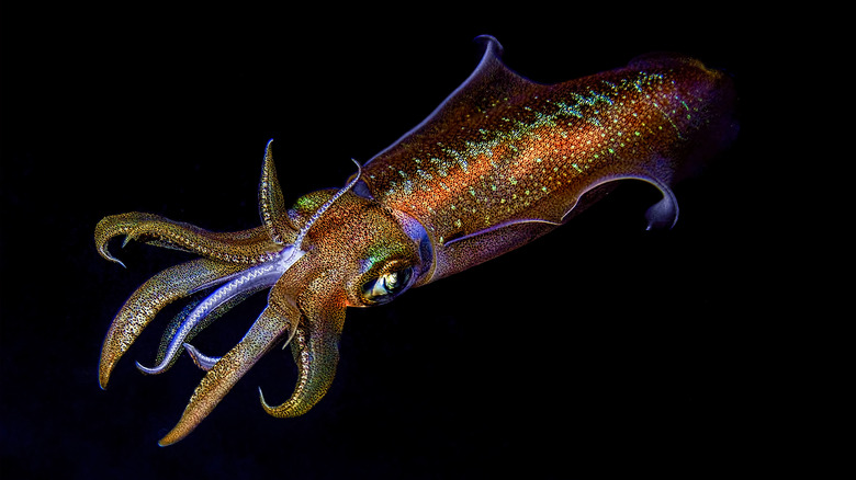 A squid during the night