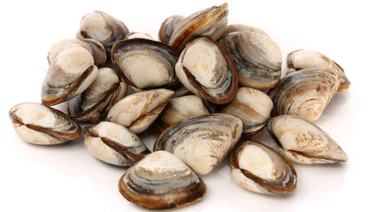 Fresh Atlantic surf clams