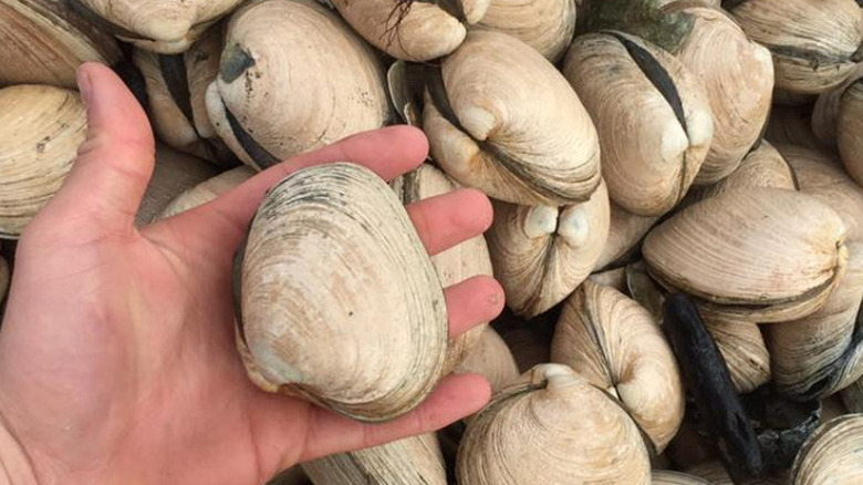 Butter clam in hand