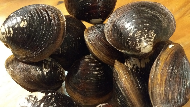 Fresh mahogany clams