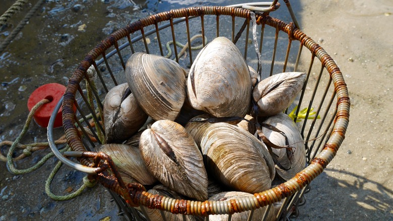 Ocean quahogs in a basket