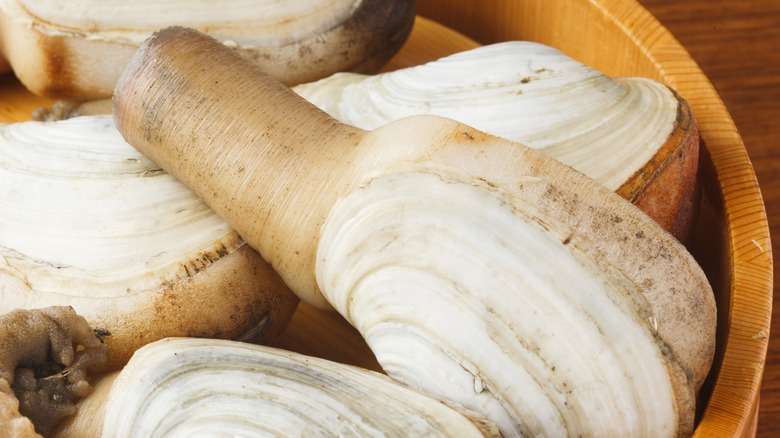 Pacific geoducks in a bowl