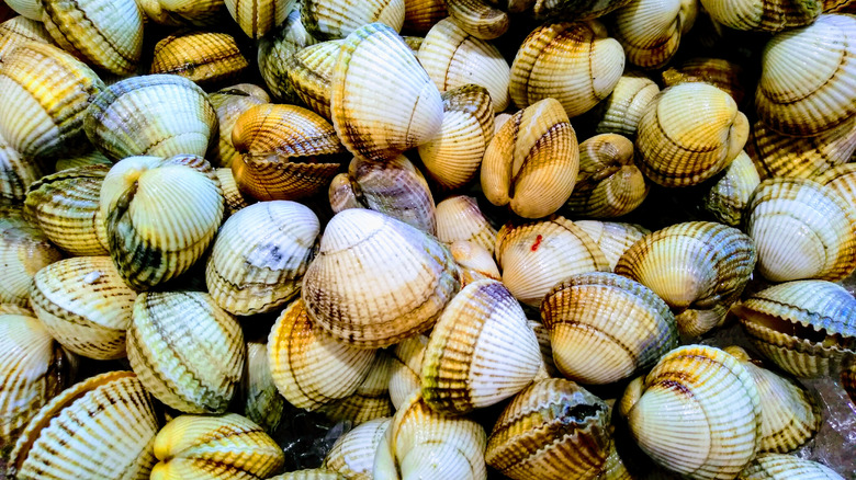 Colorful Pismo clams