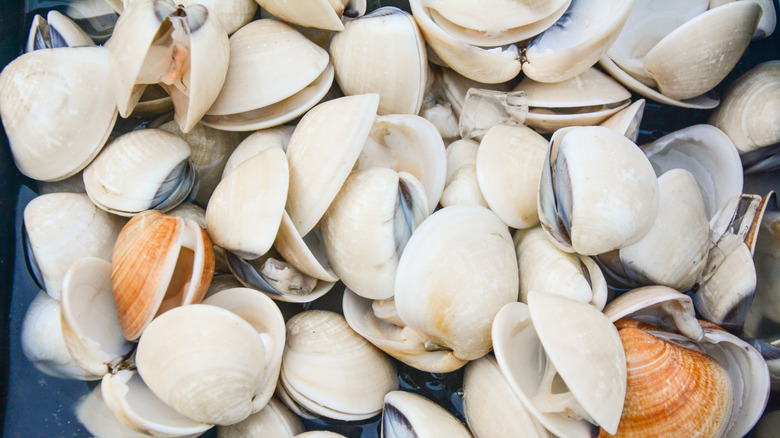 Fresh softshell clams