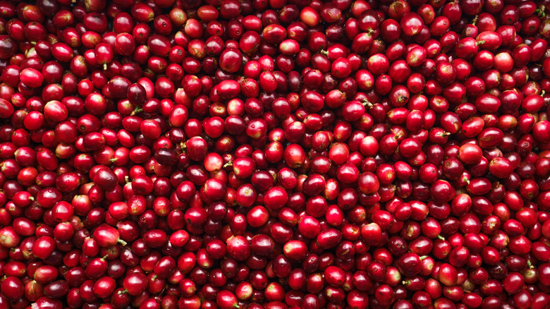 Coffee cherries awaiting fermentation