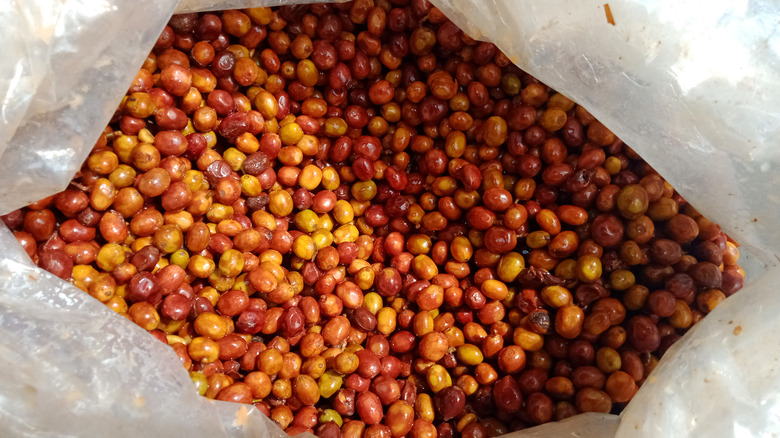 Coffee cherries undergoing carbonic maceration