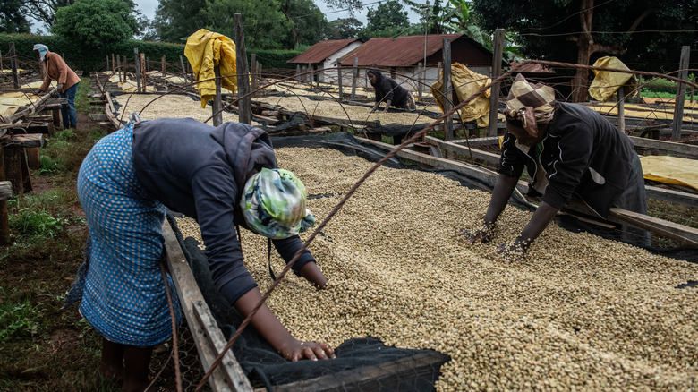 Women processing coffee in Kenya