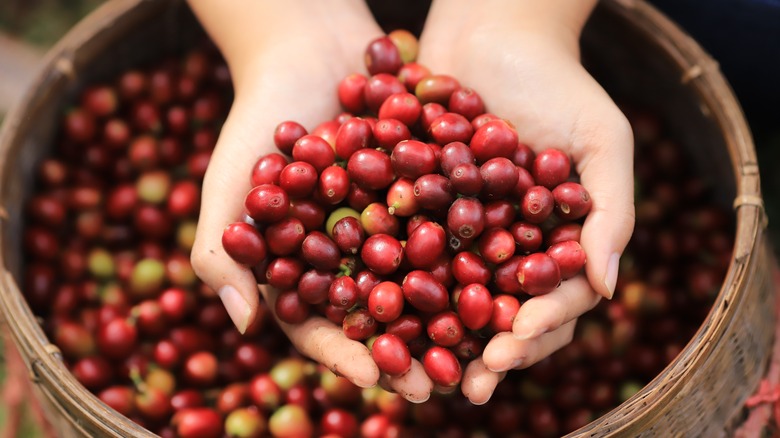 Coffee cherries awaiting processing