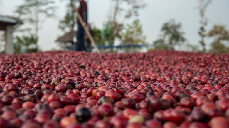 Coffee cherries drying