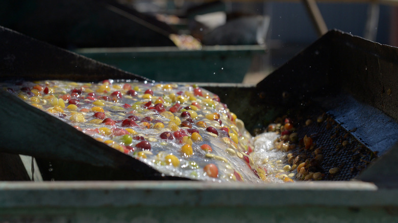 Coffee cherries being washed