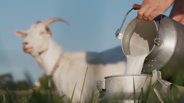 Image of goat with milk