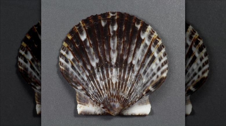 Atlantic bay scallop shell