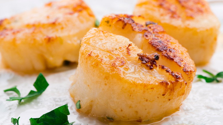 Close-up of seared sea scallop