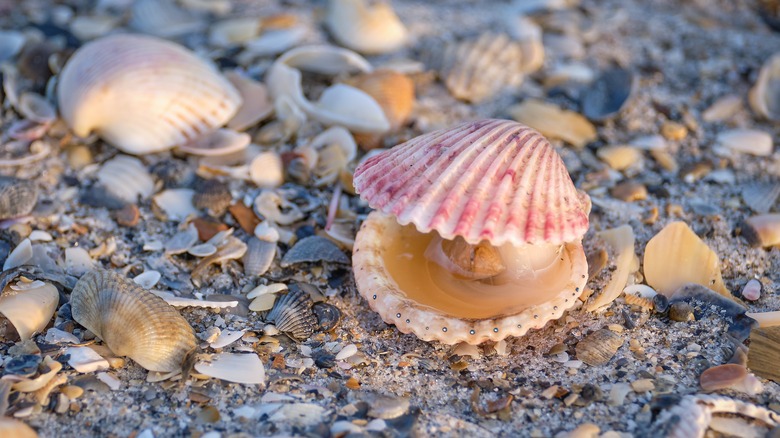 Calico scallop shell on beach