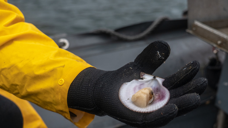 Fisherman holding scallop