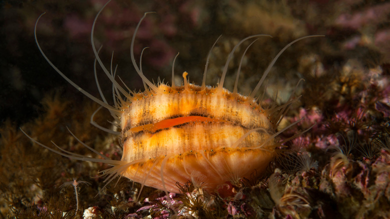 Spiny scallop in ocean