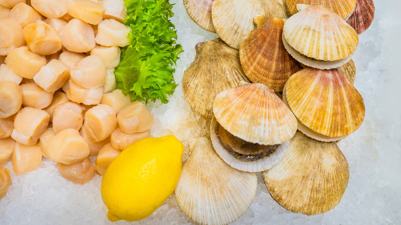 Shells and scallops on ice