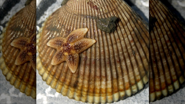 Weathervane scallop shell with starfish