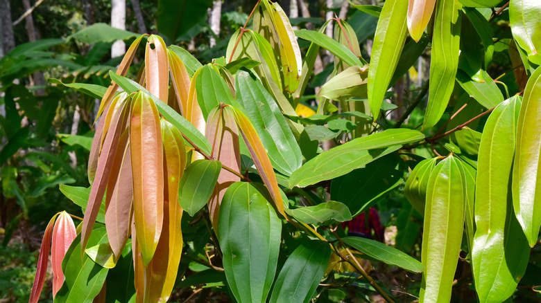 Wild cinnamon tree leaves