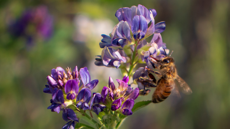 bee collecting alfalfa pollen