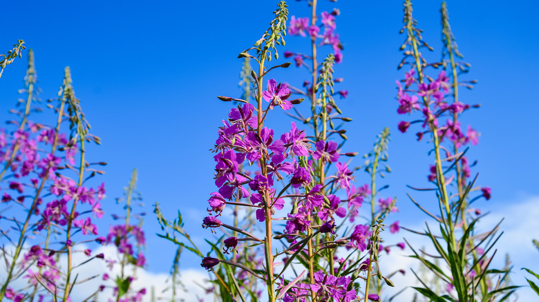 Fireweed plants with purple flowers