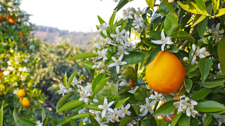 Orange tree fruit and flowers