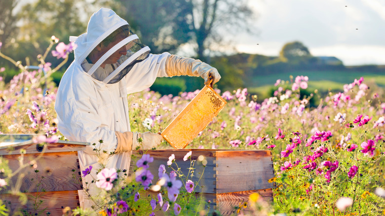 beekeeper checking hive in flower field