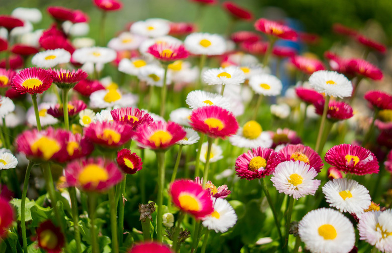 Before Easter: Spring Flowers