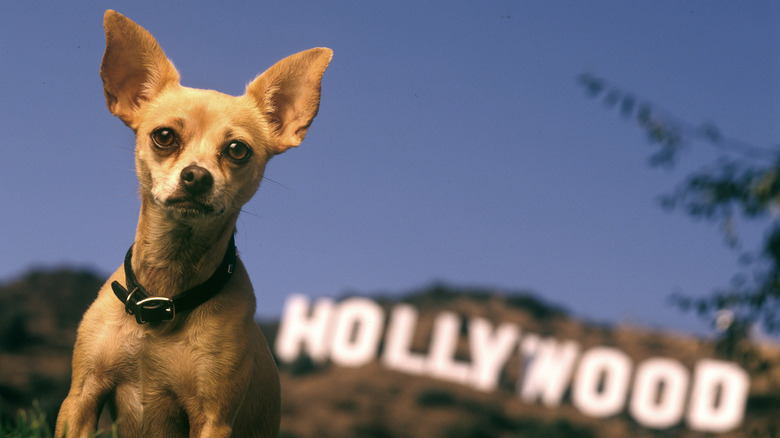 taco bell chihuahua in hollywood