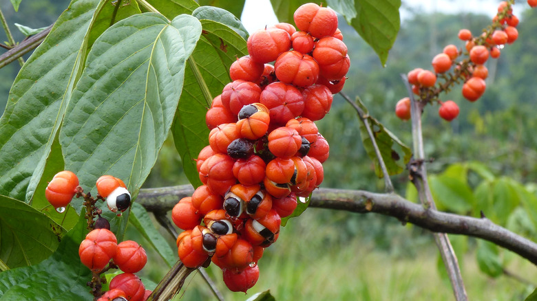 Guarana berries on a tree