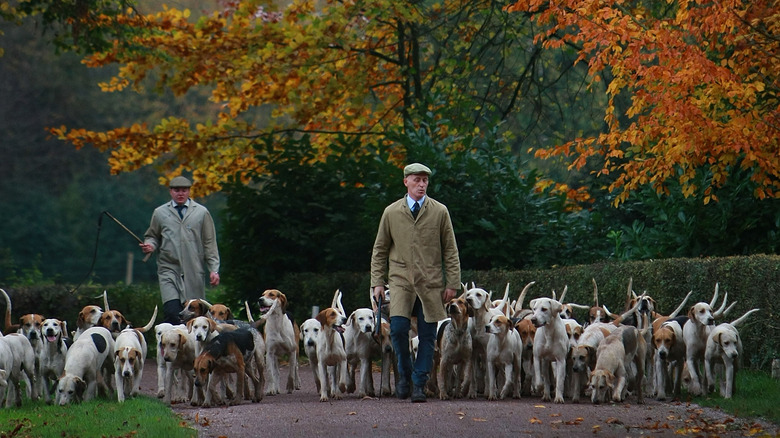 Hunting dogs walking with gentleman