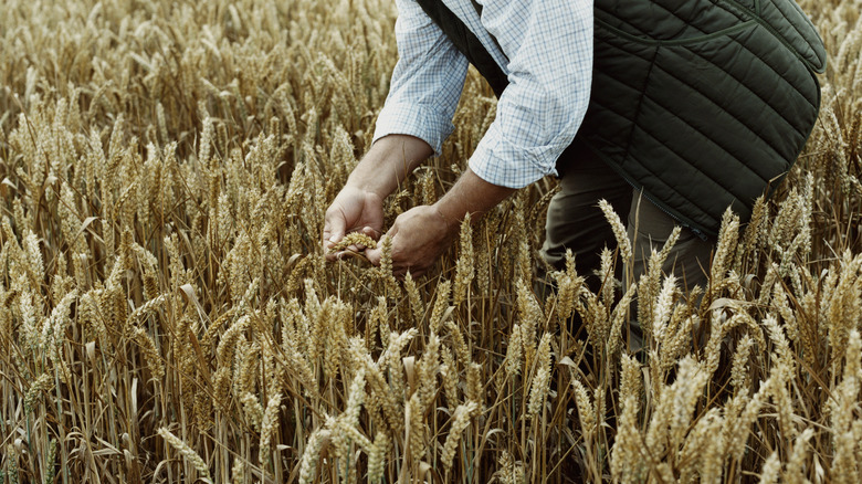 A farmer inspecting wheat