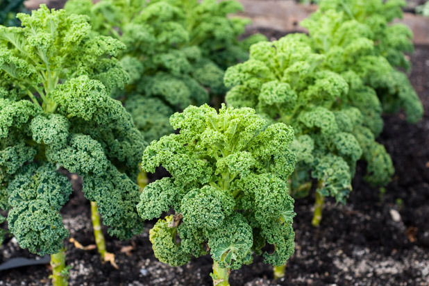 Types of Kale: Curly Kale