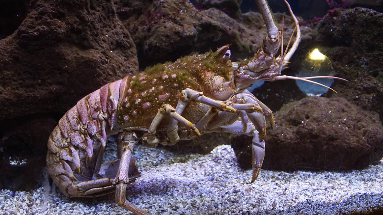 California spiny lobster by coral