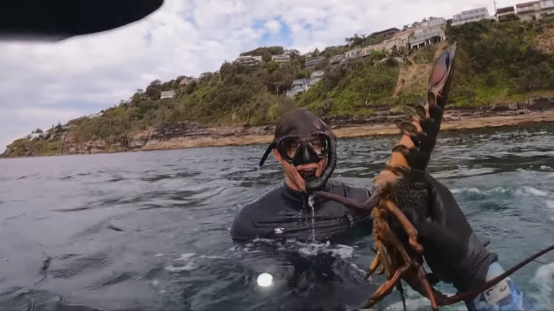 Diver holding an eastern rock lobster