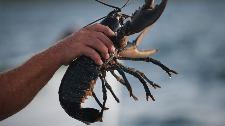 Person holding a European lobster