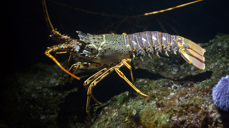 European spiny lobster in the sea