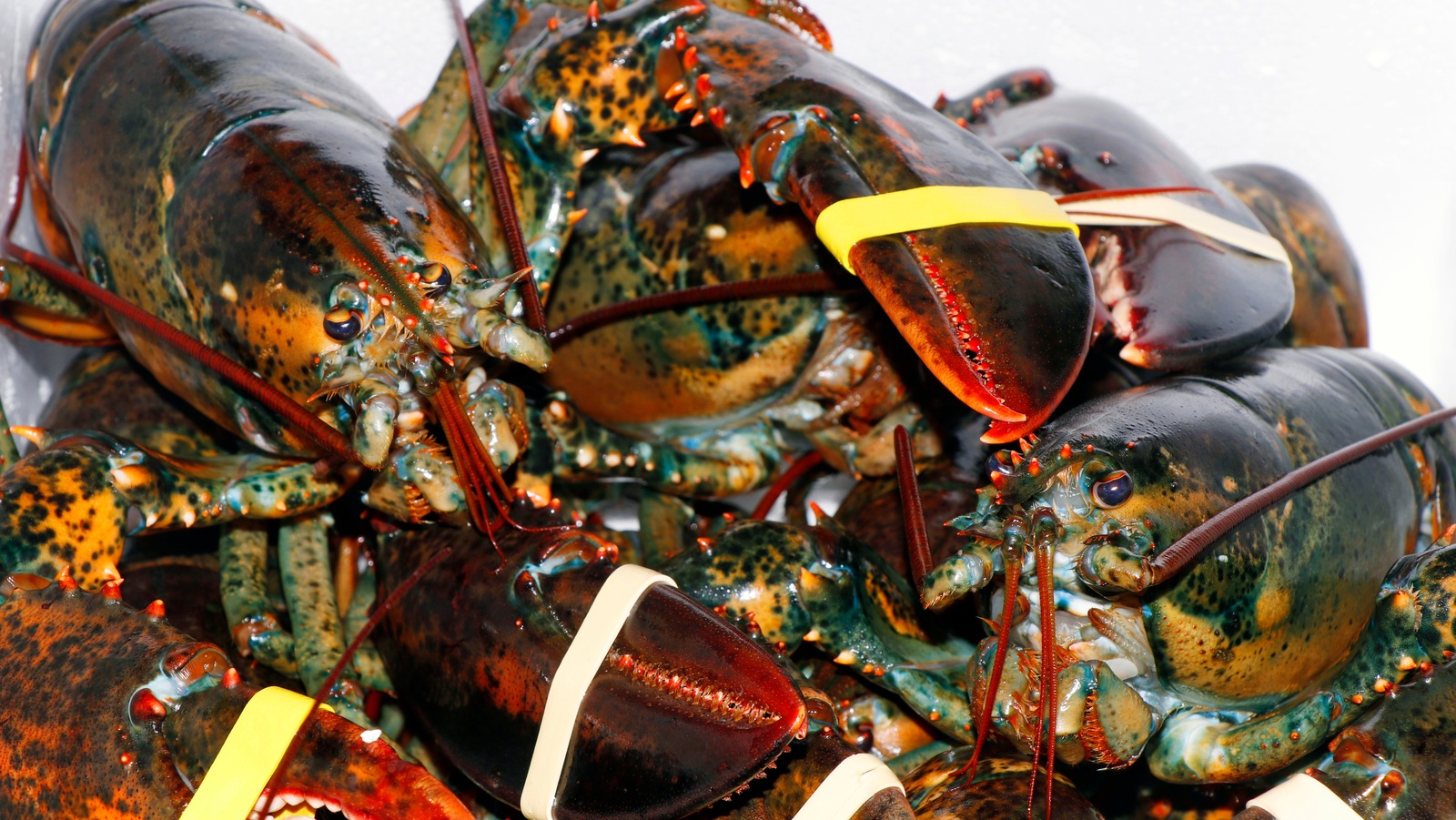 Lobster, Definition, Habitat, Diet, Species, & Facts