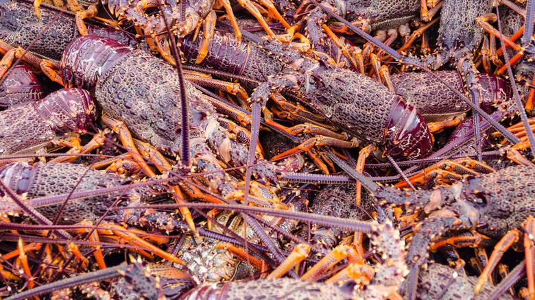 Pile of New Zealand rock lobsters