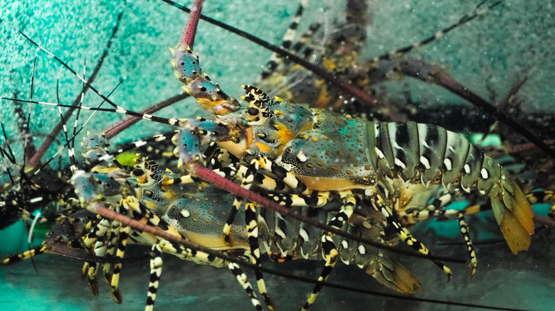 Several ornate rock lobsters