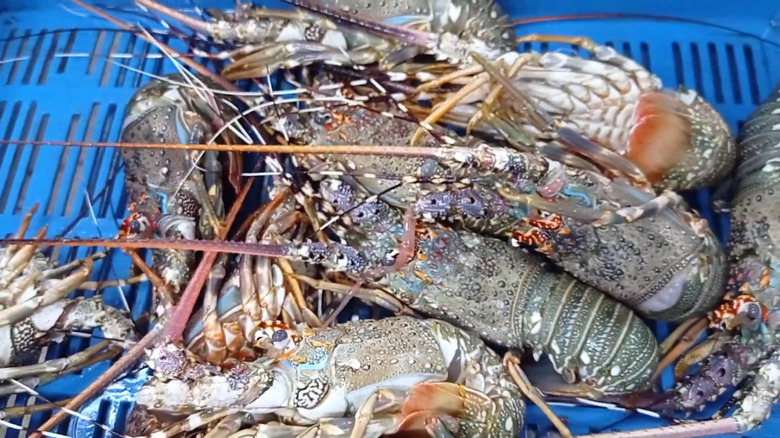 Tray of scalloped spiny lobsters