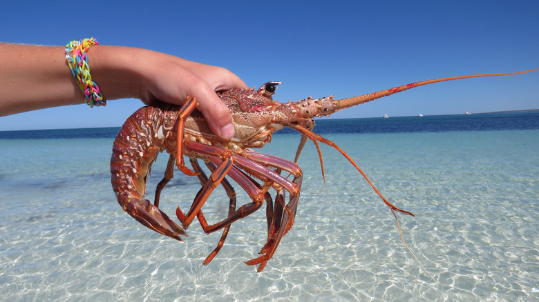 Person holding a western rock lobster